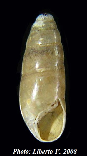 Hypnophila incerta (Bourguignat, 1858)
